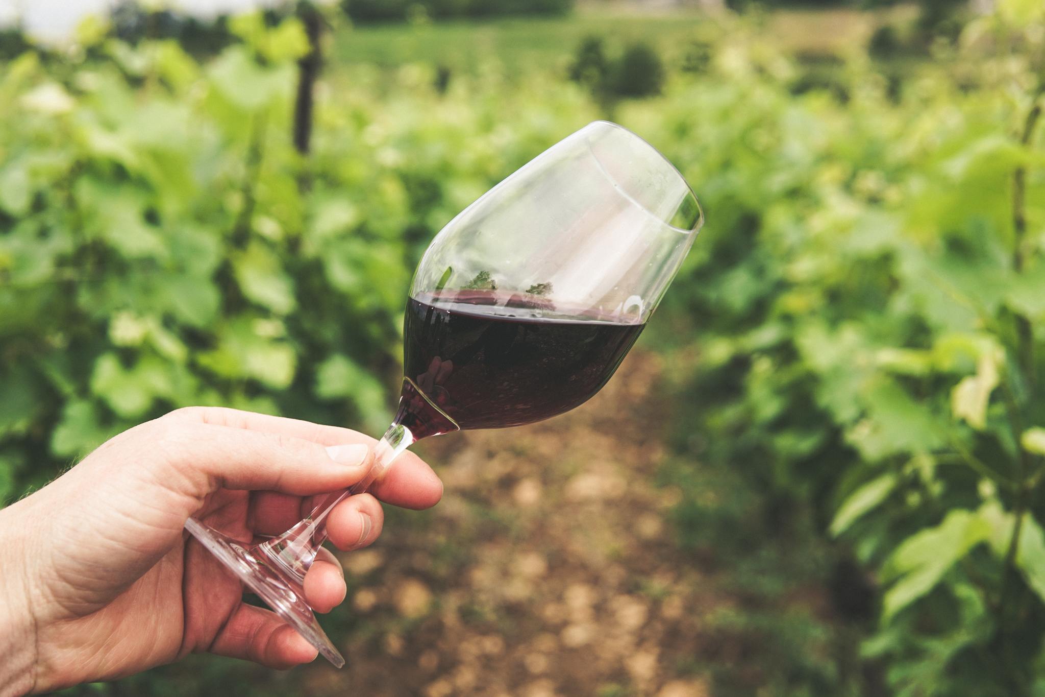 Unlocking Longevity: Exploring the Miracles of Resveratrol - Selfsync